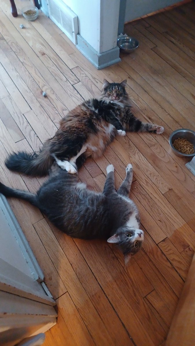 Because everyone should have a dose of feline cuteness today.