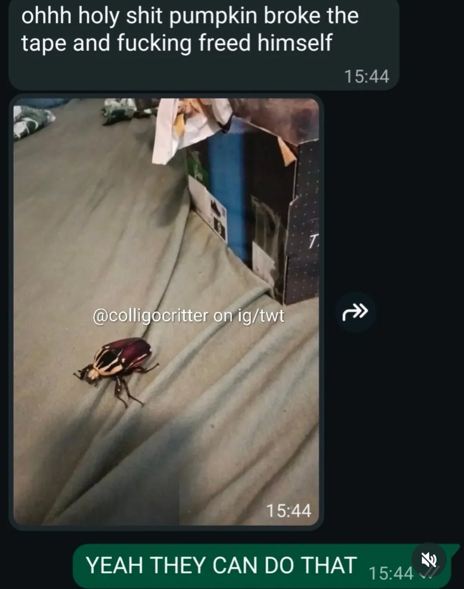 rio 🪲 bug oomf tweet media