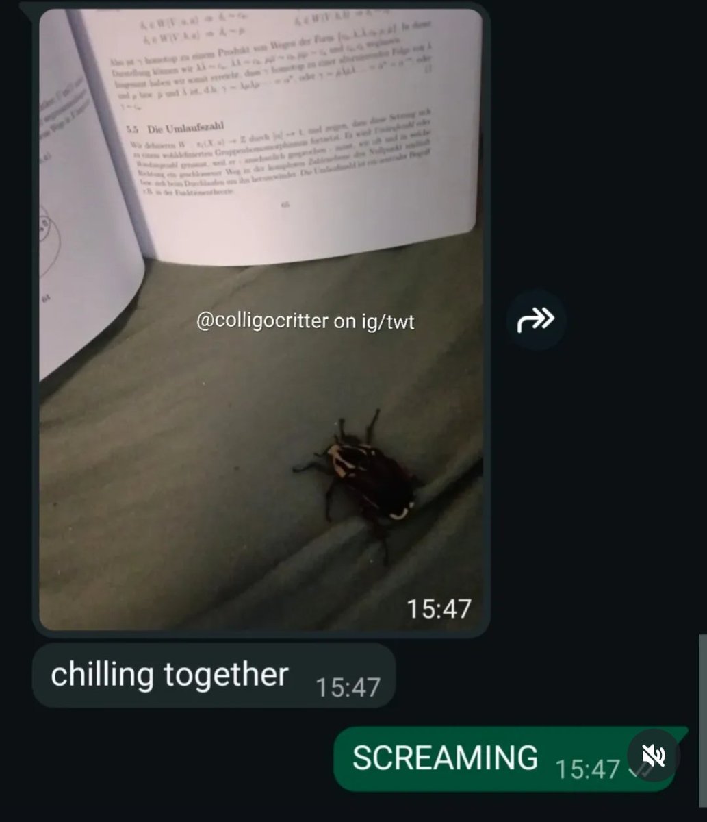 rio 🪲 bug oomf tweet media