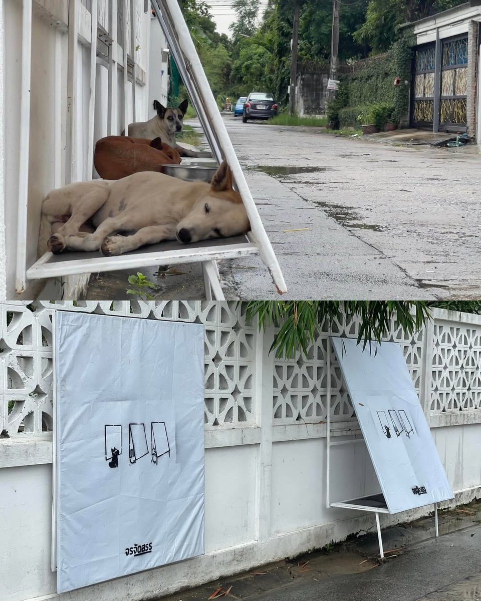 Small design, big impact. Stand for Strays built these foldable shelters for stray dogs in Thailand.