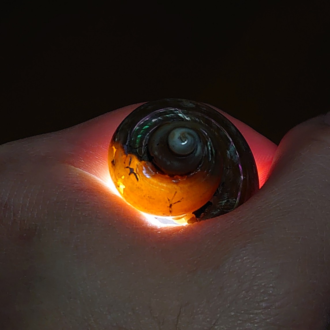 手持の中で一番状態の良い巻貝の化石
サザエの化石

昨日磨いた化石が綺麗だったので磨いちゃいました。
部分的にカルサイト化しています。

#ビーチコーミング
#化石 #カルサイト #方解石