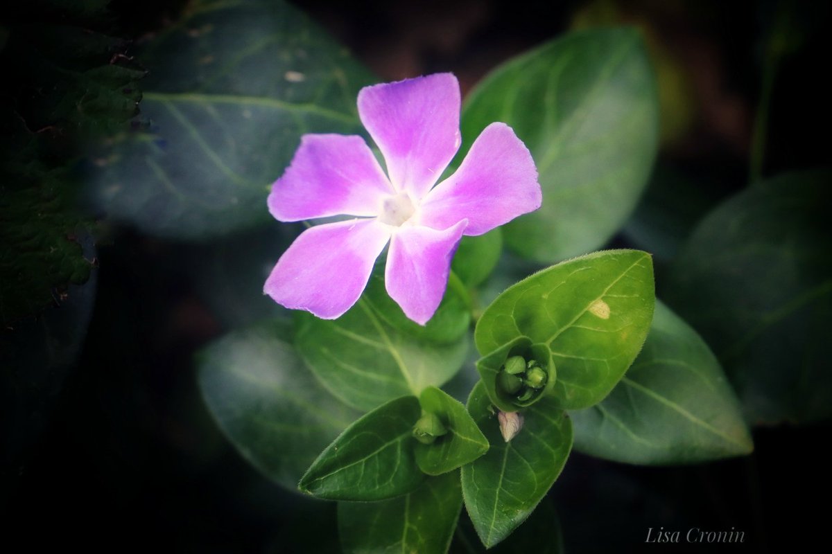 Lisa cronin🌻 tweet media