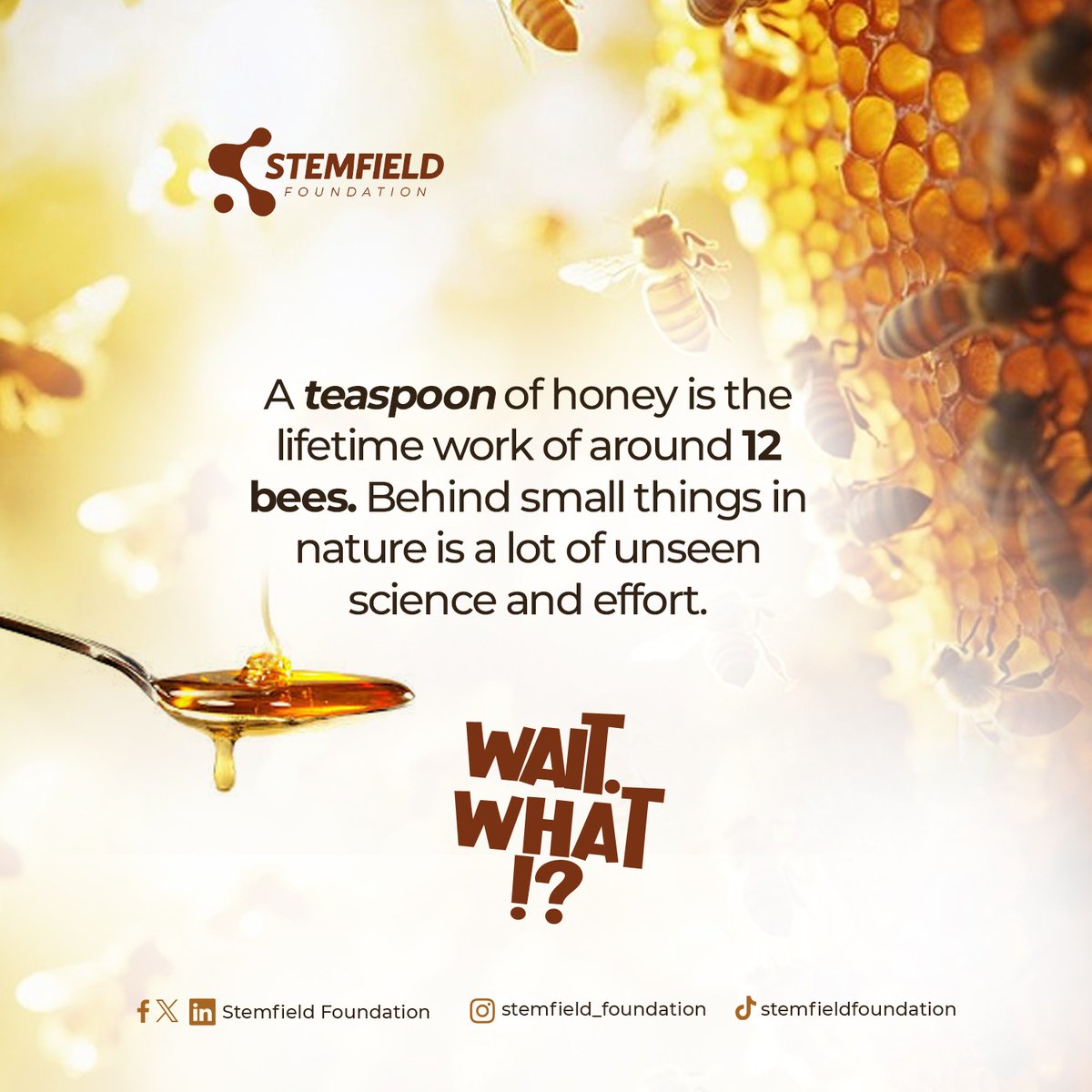 Stemfield foundation tweet media