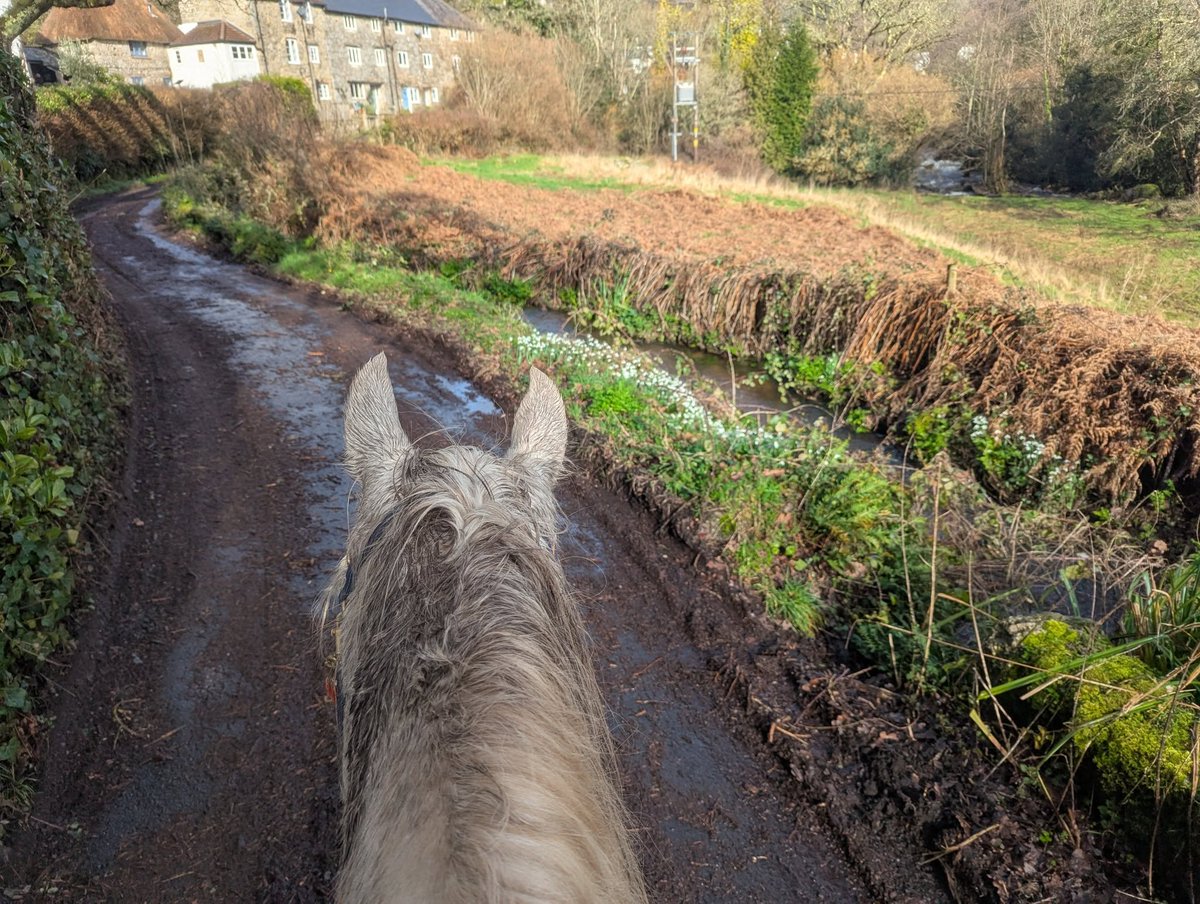 Thought about a Galanthus gallop this morning but it was more of a Snowdrop saunter. Dried mud purely for cosmetic purposes