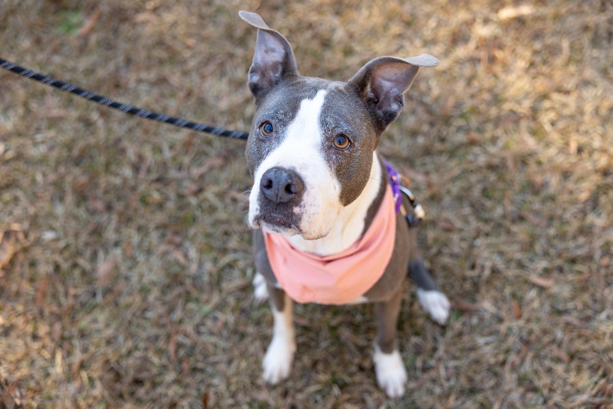 WakeGOV Pets tweet media