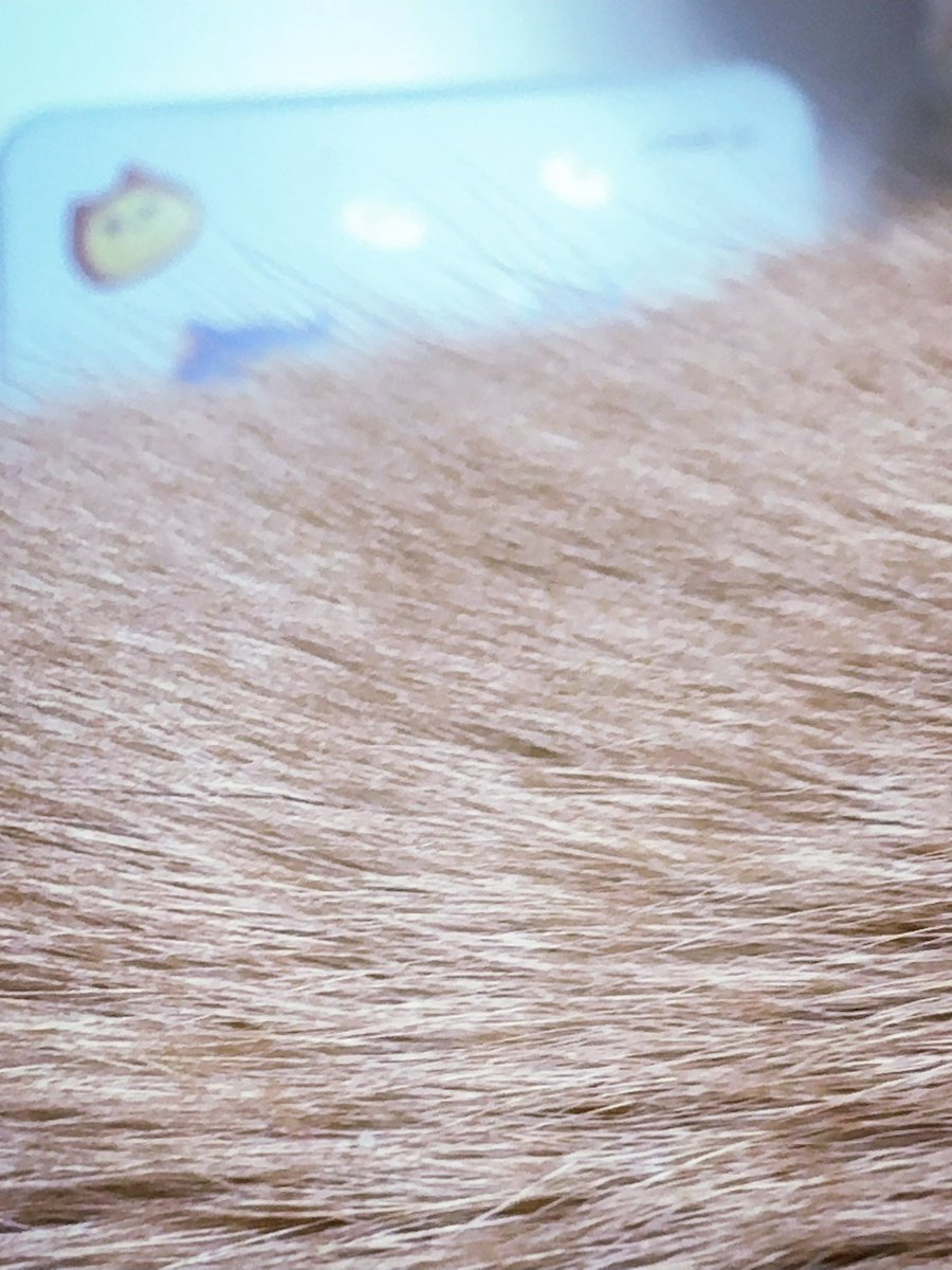 さよりん🍭たべっ子どうぶつ復刻版 (@25sayorin_sine) / Posts / X