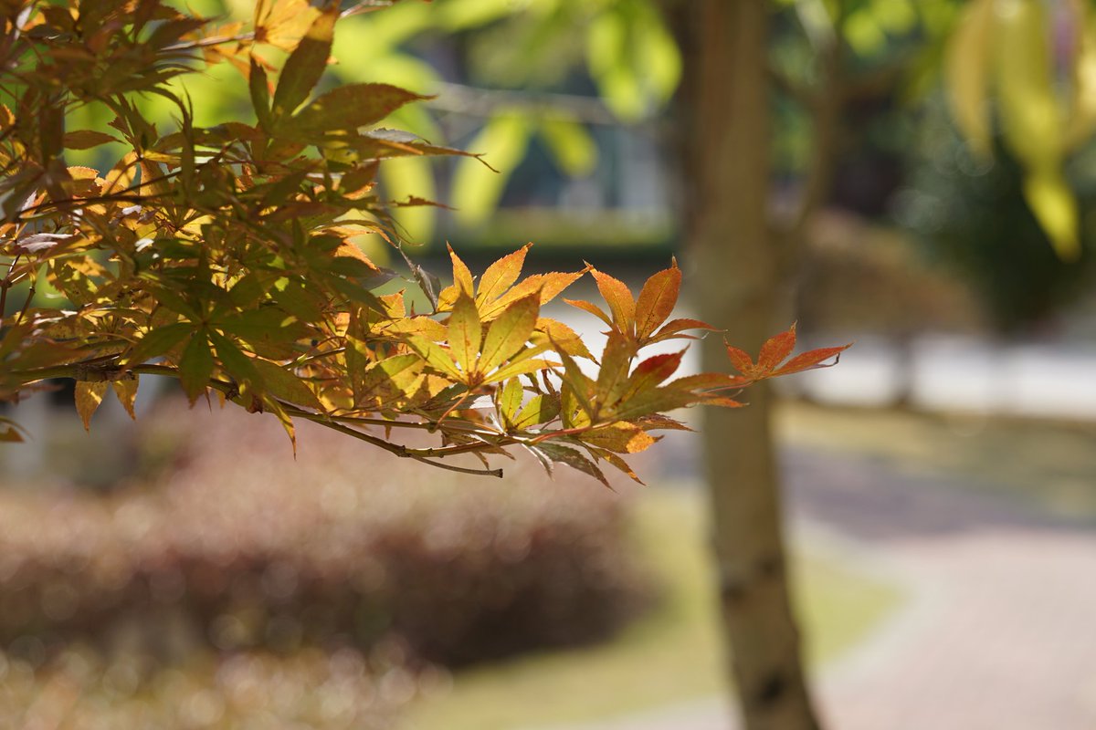 buying41111's tweet photo. 学校🏫
Sony-A7M2 https://t.co/l4iyqFruz6