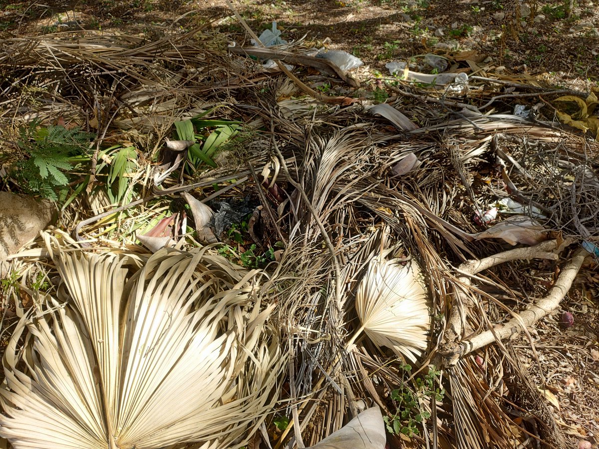 Dani Sureste tweet media