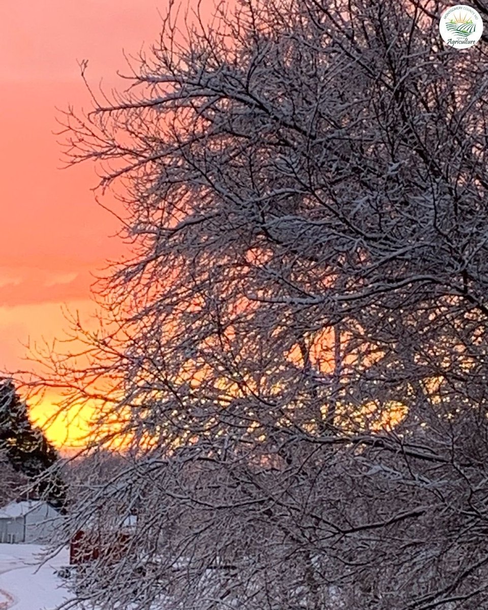 MoCoOAG's tweet image. Winter mornings in Montgomery County bring quiet beauty to our farms as fields rest and prepare for the season ahead. 🌄
#MoCoAg #WinterOnTheFarm #MarylandAgriculture