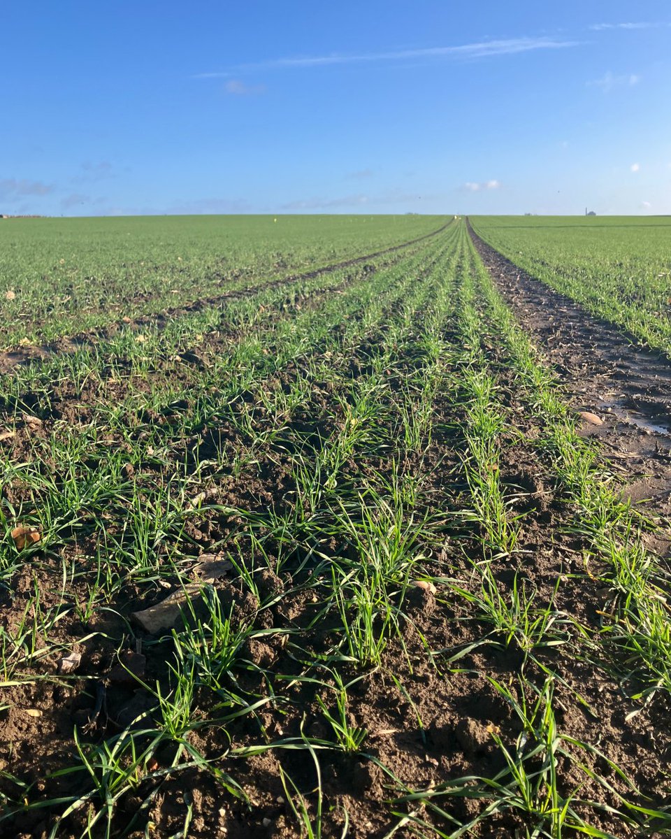 BASFcropUK's tweet photo. Our Technical Agronomist Frances Seabrook has been out in the field capturing the latest crop progress from Gloucestershire and Worcestershire.
#cropupdate #cropprotection #BJOE #fromthefield https://t.co/BKfYhhVZxm
