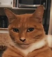 AtomWarrier's tweet photo. @traverthegoat He’s mogging you https://t.co/gqb5lEBATW