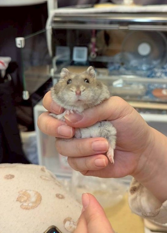 🐹いなり ちゅかまりまちた