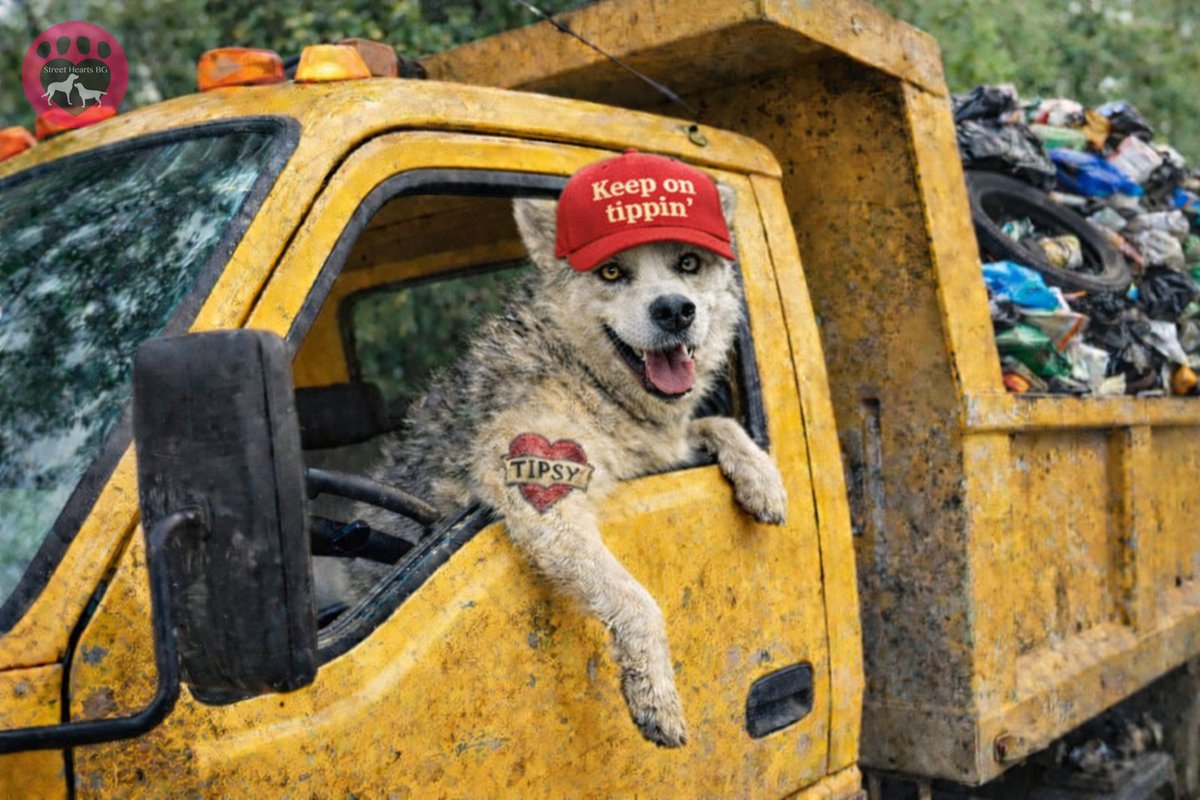 StreetHeartsBG's tweet image. We've wondered what our Street Hearts would do if they had careers. Using AI,  we brought those thoughts, and jobs, to life! Tipsy would be a dump truck driver, for sure! Found on a refuge tip, she still loves dirt, but always cleans up after herself! 

#RescueDog #JustForFun