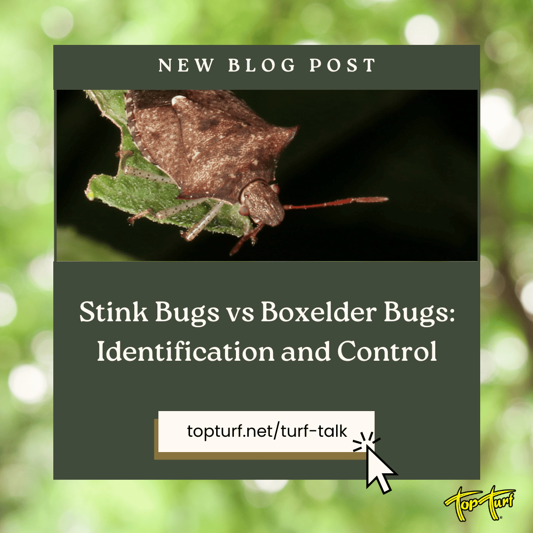 TopTurf's tweet image. Stink bugs or boxelder bugs—do you know the difference? 🐞 Learn how to identify them, prevent infestations, and protect your home in our latest blog post! 
#LawnCare #PestControl #HomeProtection #StinkBugs #BoxelderBugs #BugIdentification #TopTurf #GardeningTips #InsectControl