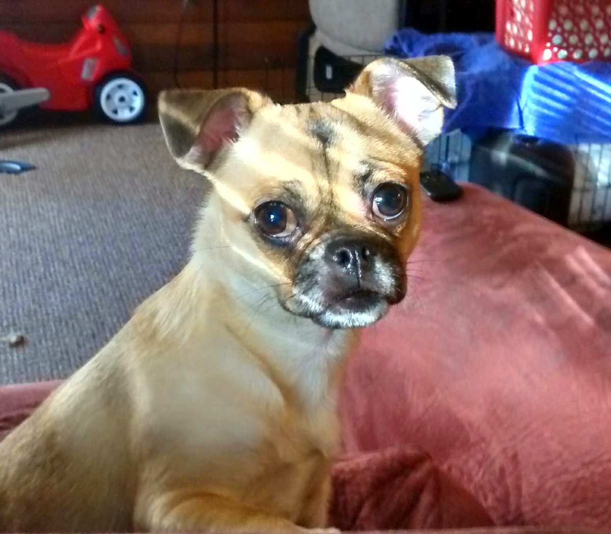 obi bogey tweet media