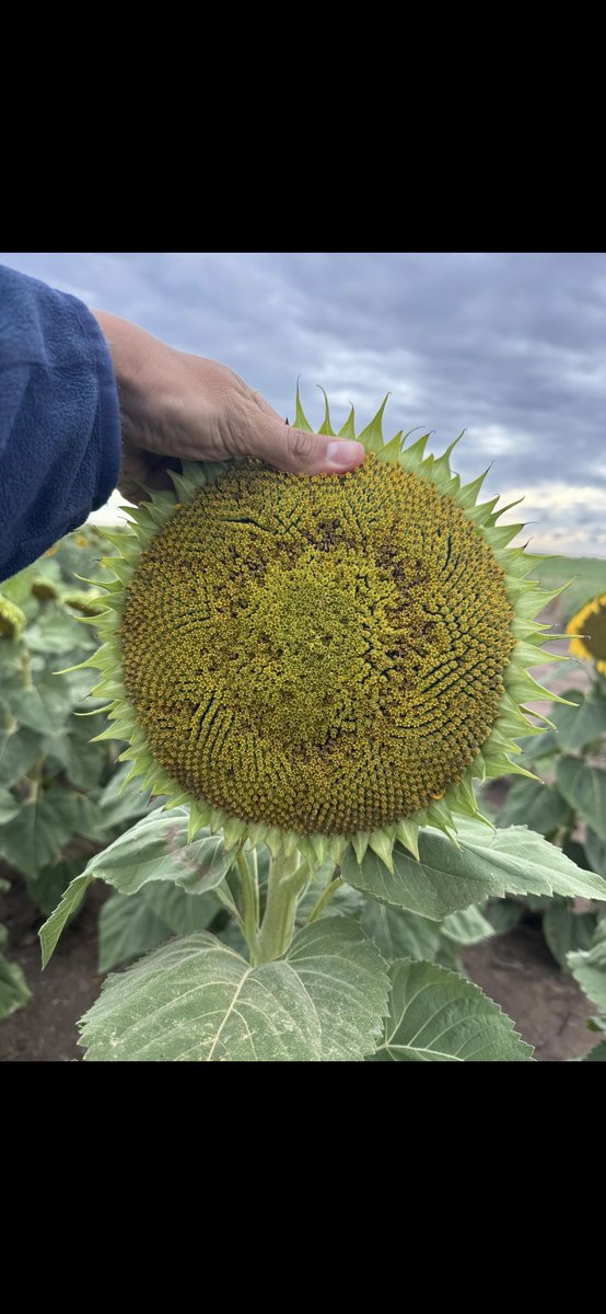 Matias Fik tweet media