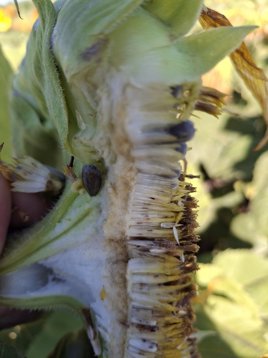 Matias Fik tweet media