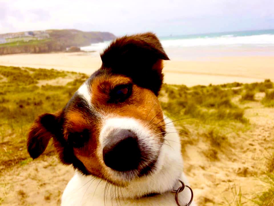 Had to say the hardest goodbye today..My little best friend who has helped me through the hardest of times over the last few years..The most loving beautiful kind dearest little girl..I am beyond devastated..I honestly don’t  know what I’m going to do without her 🥲