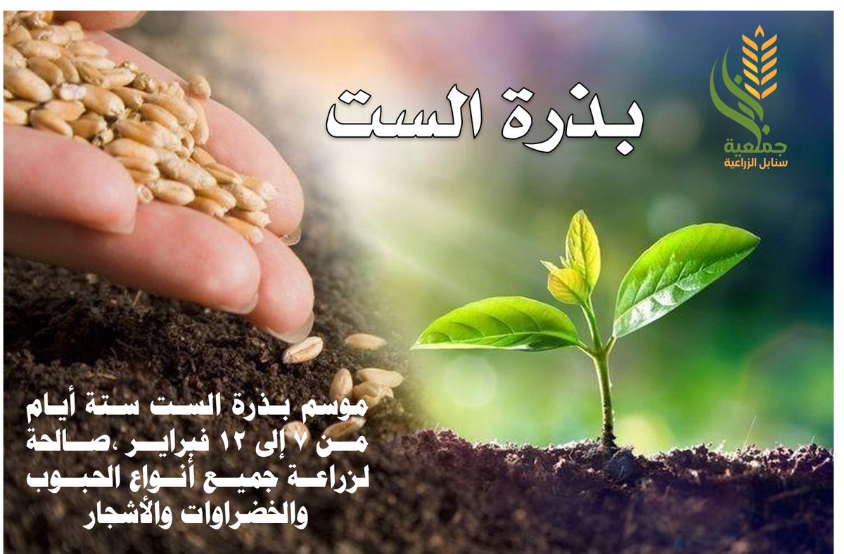 snabl100's tweet photo. #بذرة_الست 🌱
مدتها 6 أيام هي (١٢/١١/١٠/٩/٨/٧) 
من شهر فبراير في كل عام .
وتسمى #بذرة_الست_الصالحة يصلح فيها زراعة كافة انواع الخضروات والحبوب، وغالباً يكون نتاجها ذا جودة عالية.
@MEWA_KSA https://t.co/1wYzjAEEvx