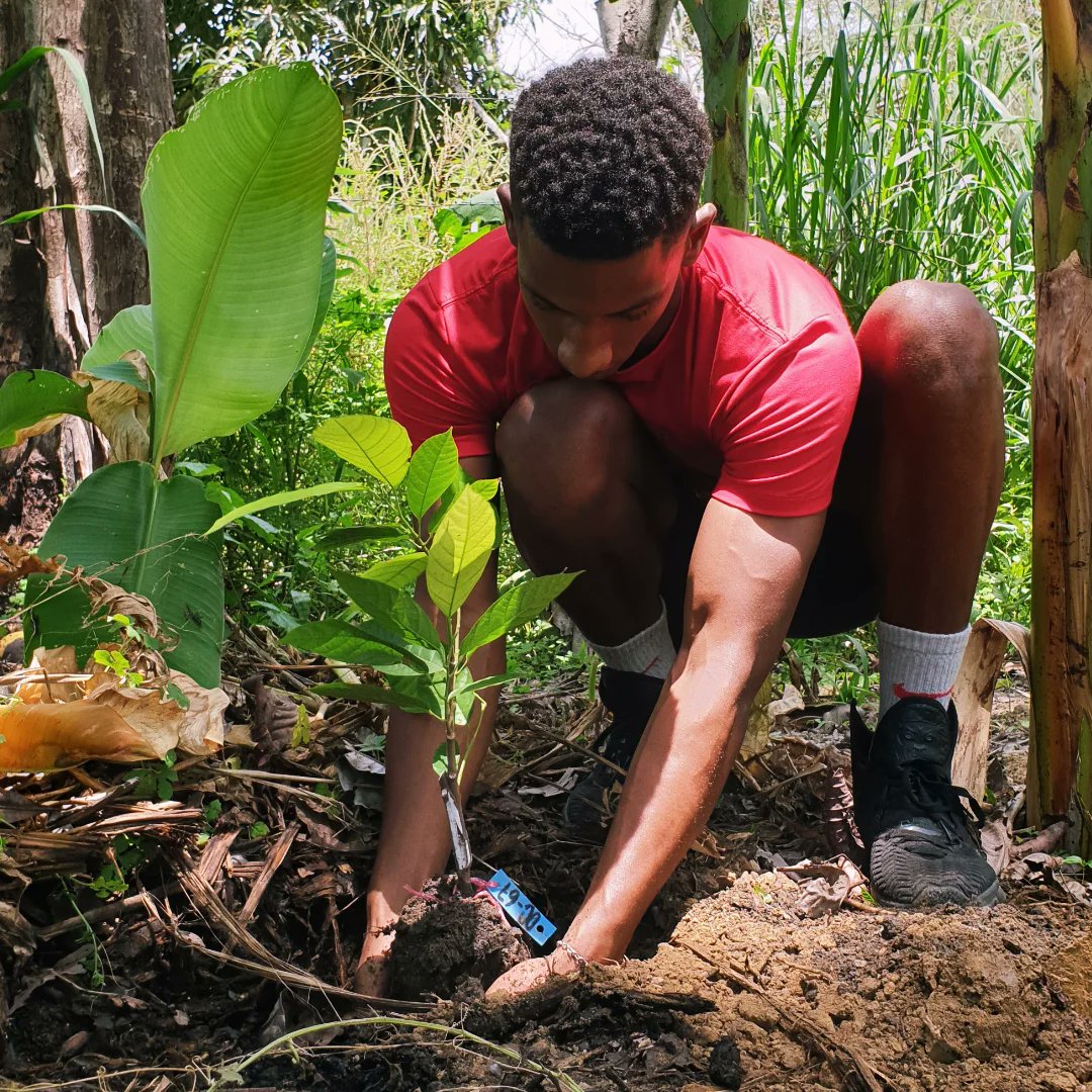 Catica Craft Chocolate tweet media