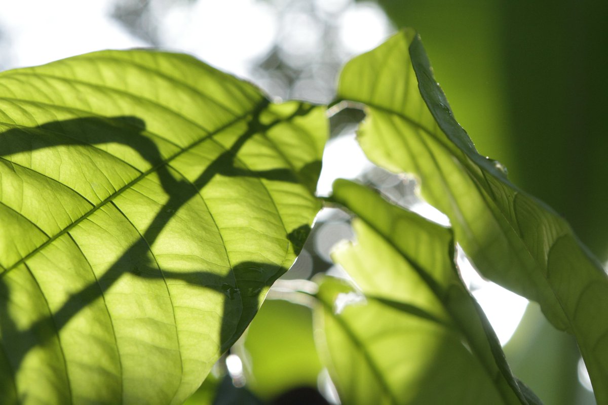 Catica Craft Chocolate tweet media