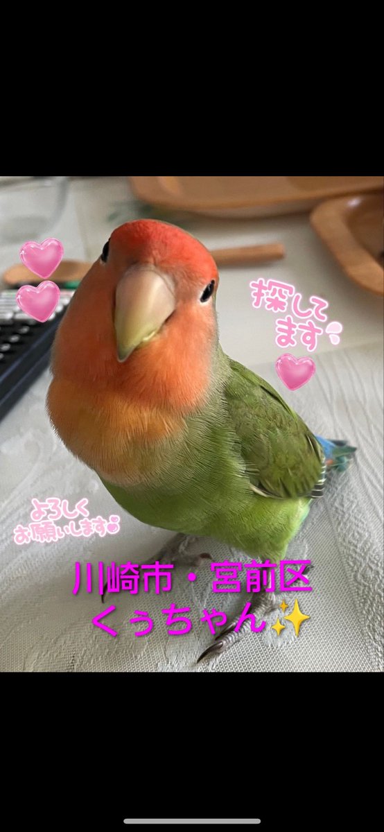YYc0AByL0t62025's tweet photo. 皆さま
いつもお世話になっております。
くぅちゃんと会えなくなって7ヶ月です。
こんなに辛いことはありません。
どうか引き続き手を差し伸べて頂けないでしょうか…まだ宮前区近場で保護され飼育されているか、もう🌈を渡ってしまったのか自分では捜索が限界です。
お願いします、助けてください🙇‍♂️ https://t.co/GetVKF9gBO