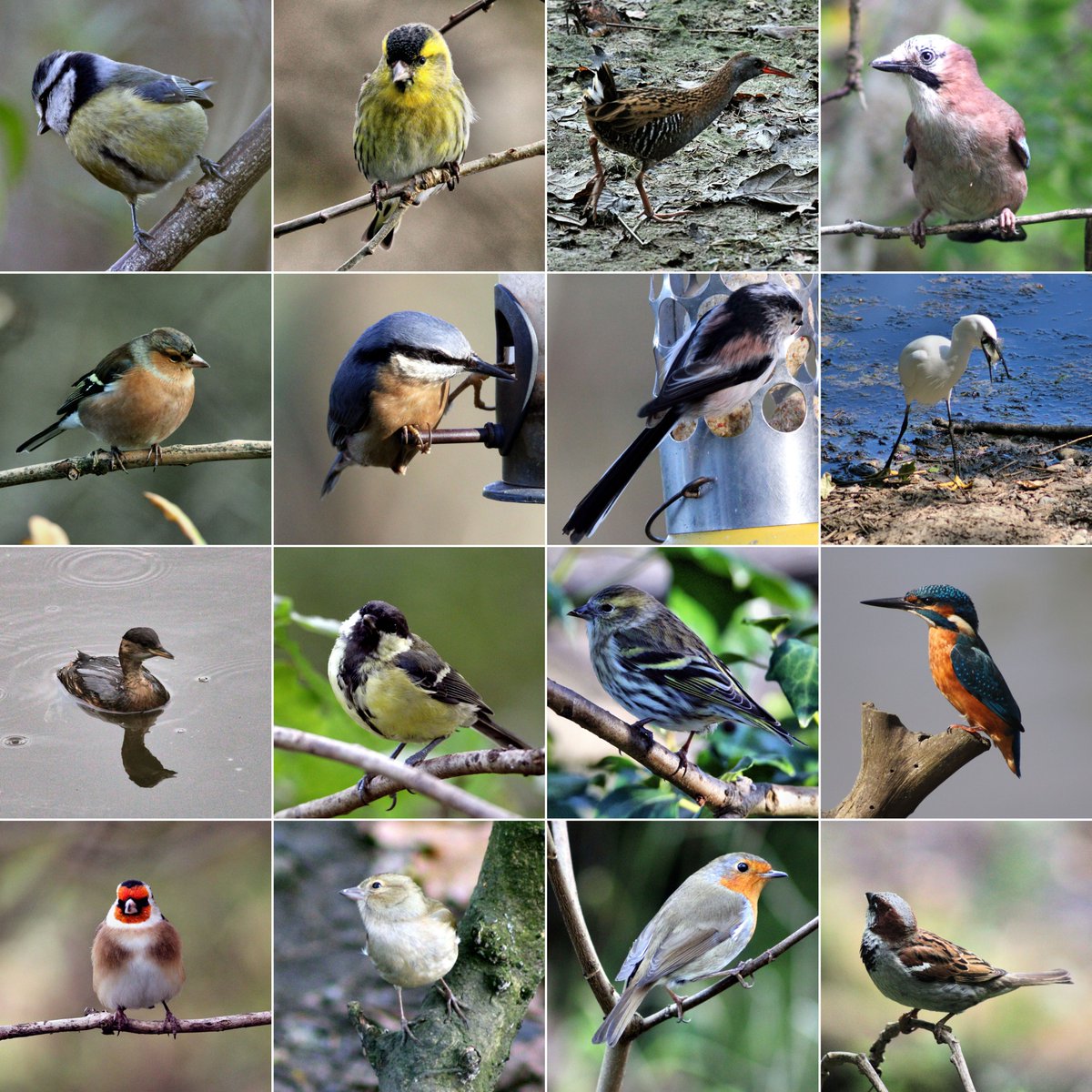 #birds #wildlife #nature #branches <a href="/rspb/">rspb</a> <a href="/RSPBCymru/">RSPB Cymru</a> <a href="/RSPBScotland/">RSPB Scotland</a> <a href="/RSPBEngland/">RSPB England</a>