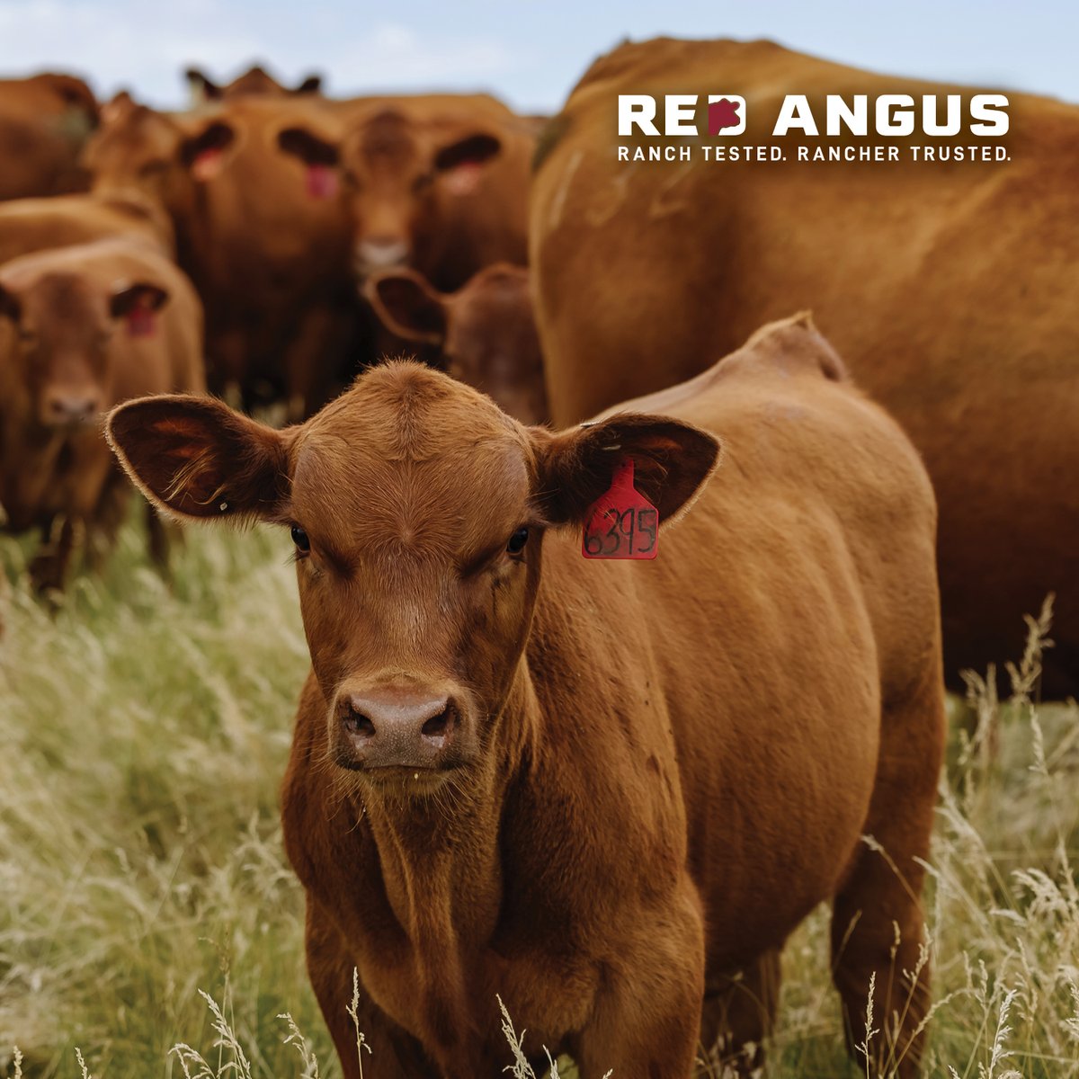 Red Angus America tweet media