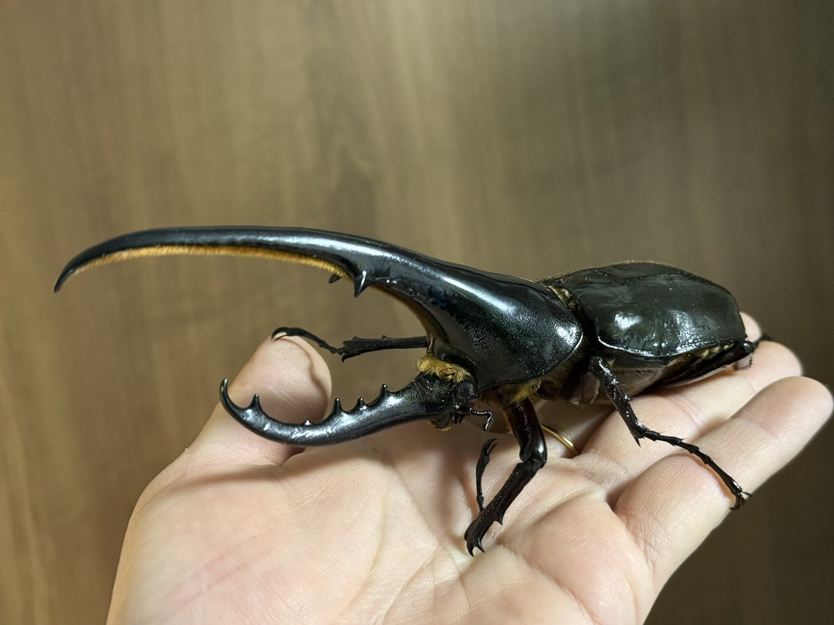 DHヘラクレス 153mmと154mmのペアを本日2/7（土）12時ごろを目処に