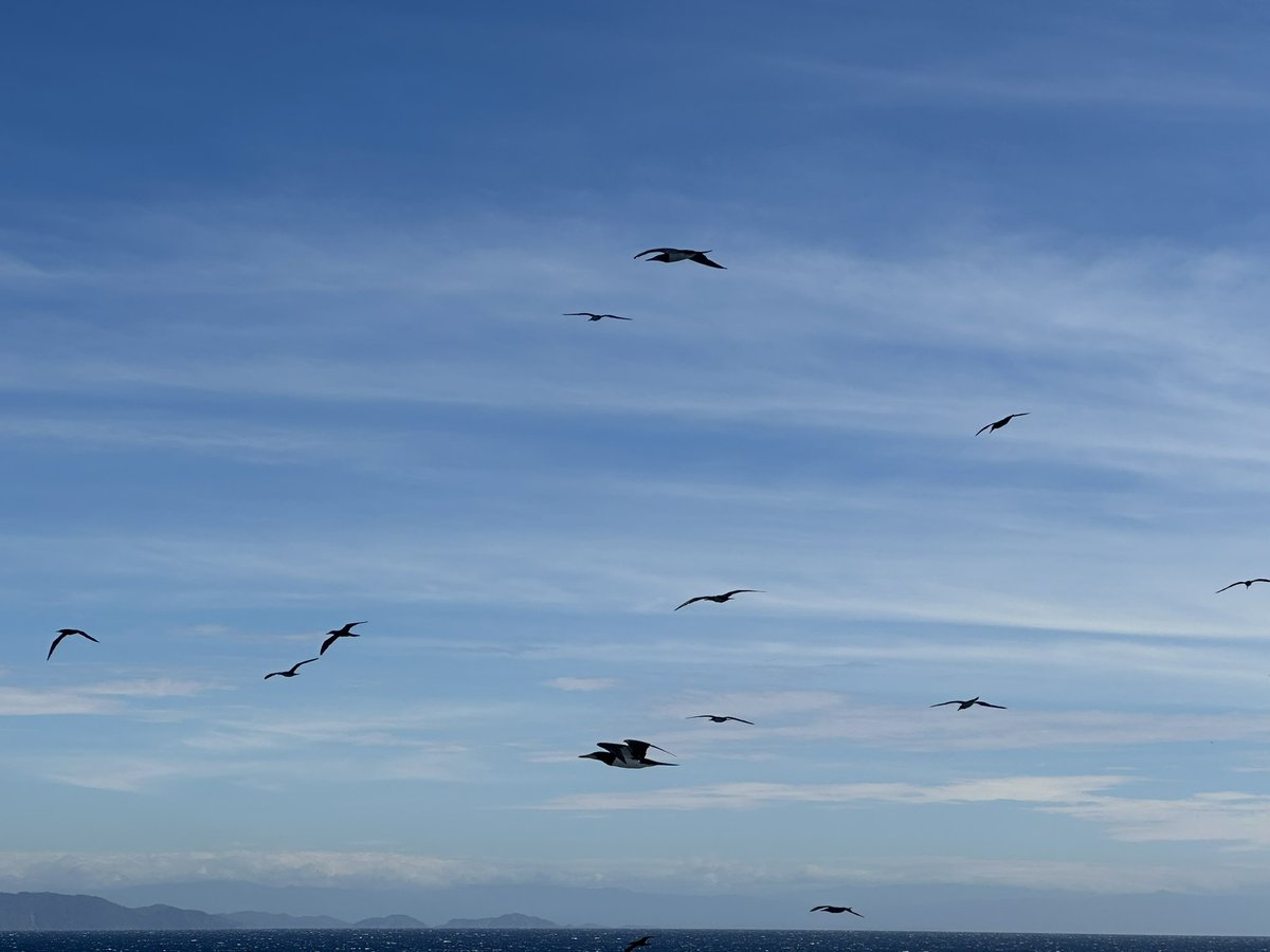 TCsarahbolton's tweet photo. Our Costa Rica port of call has been fancy today due to high winds, so we have a beautiful sunny sea day instead. The shearwaters are loving flying in our updraft. @HALcruises @CLIAEurope @garybembridge @TCworldwide #Zuiderdam #birdlife #PacificOcean #TipsforTravellers #cruise https://t.co/RgCbbdYlej