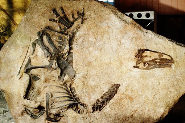 Taylor McCoy 🦖 tweet media