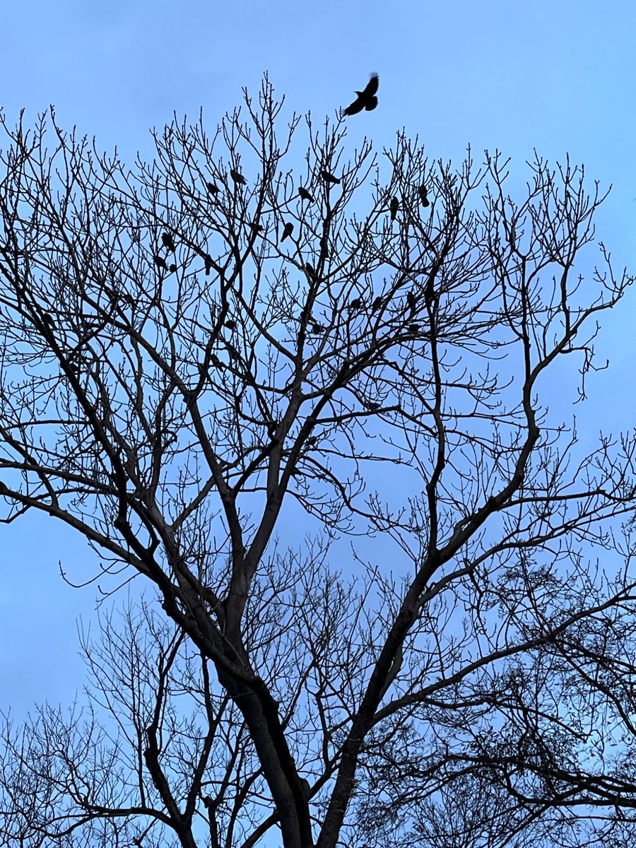 O güzel kokusuna aldanmayın, ıhlamur ağacı değil artık bu. Kuşağacı.