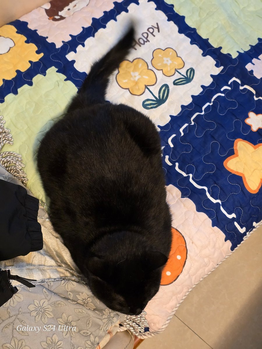 Momo (@pizza_cat_black) on Twitter photo 