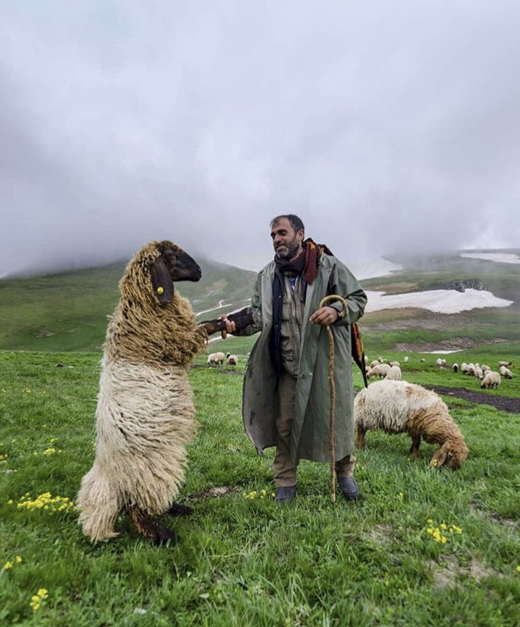 Eastern Anatolia, Turkey 
How do you think he convinced the sheep?