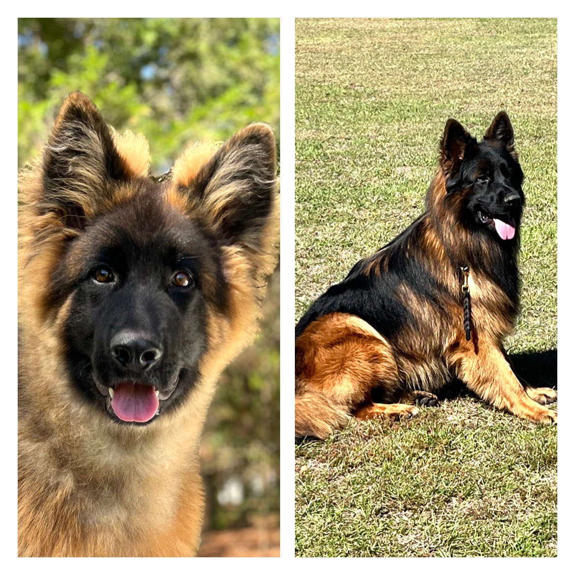Puppy Glow Up pictures!  What a difference a year makes!!!