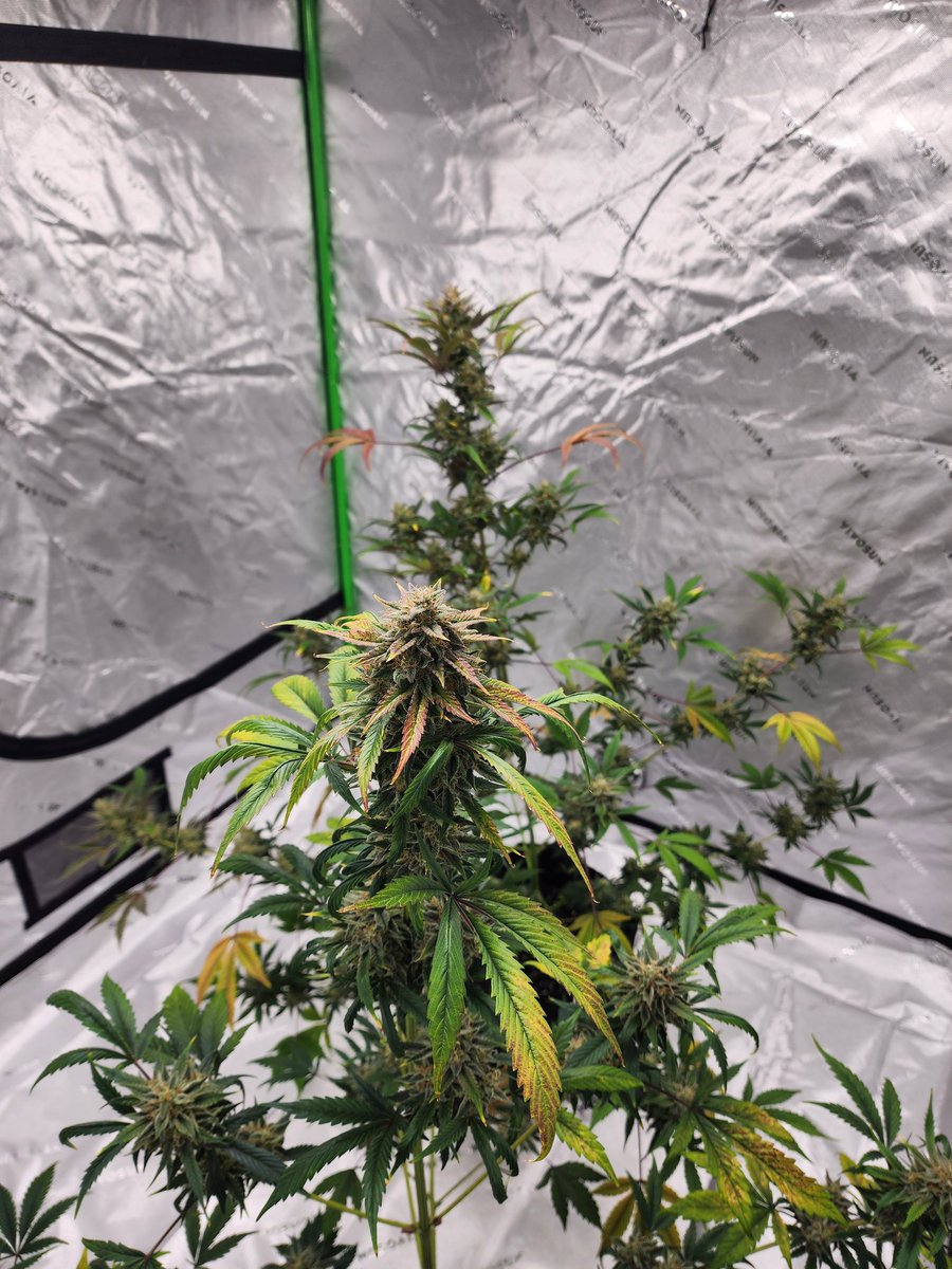 Quick view of the garden