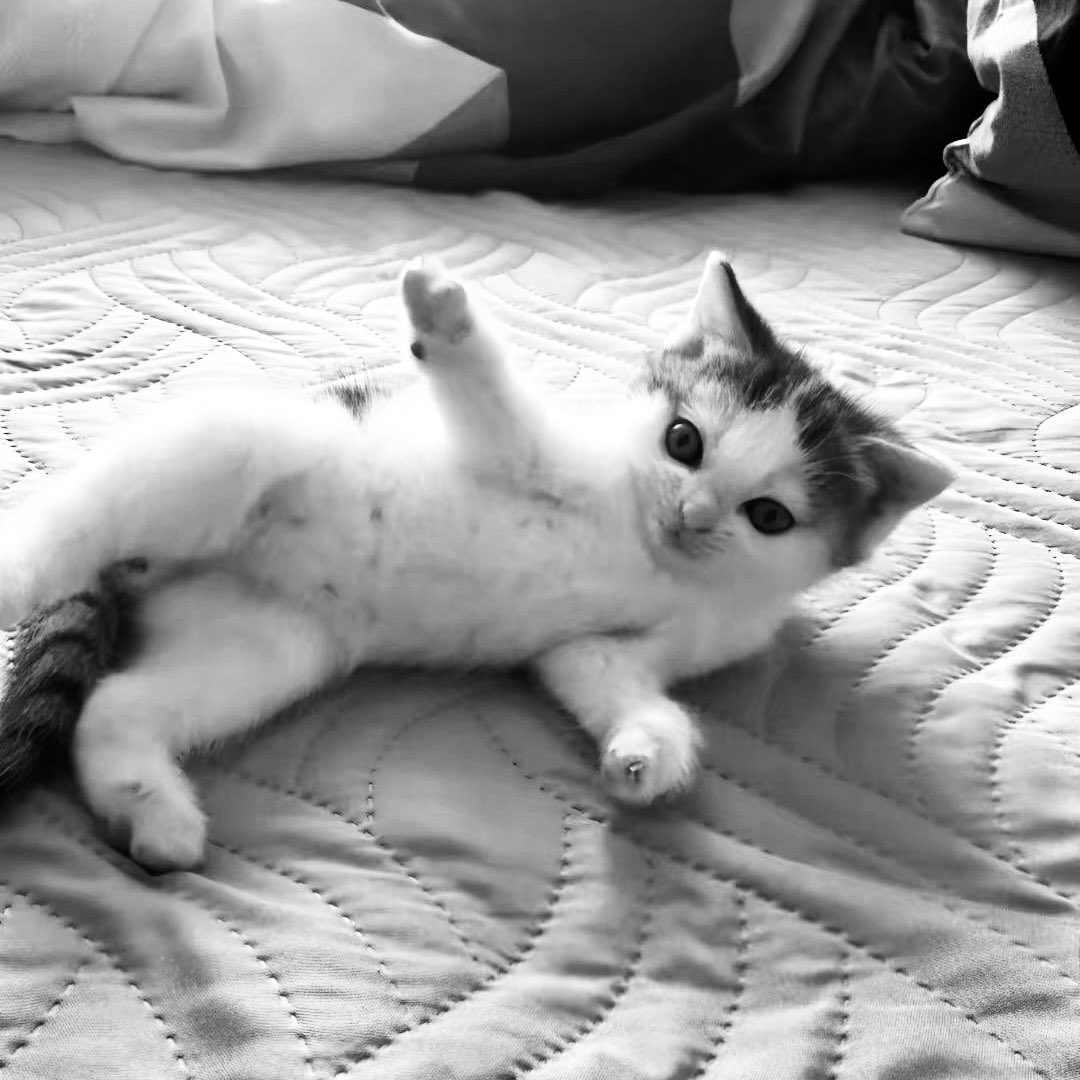 joaquin as cats (@bigotesxjoaco) on Twitter photo 