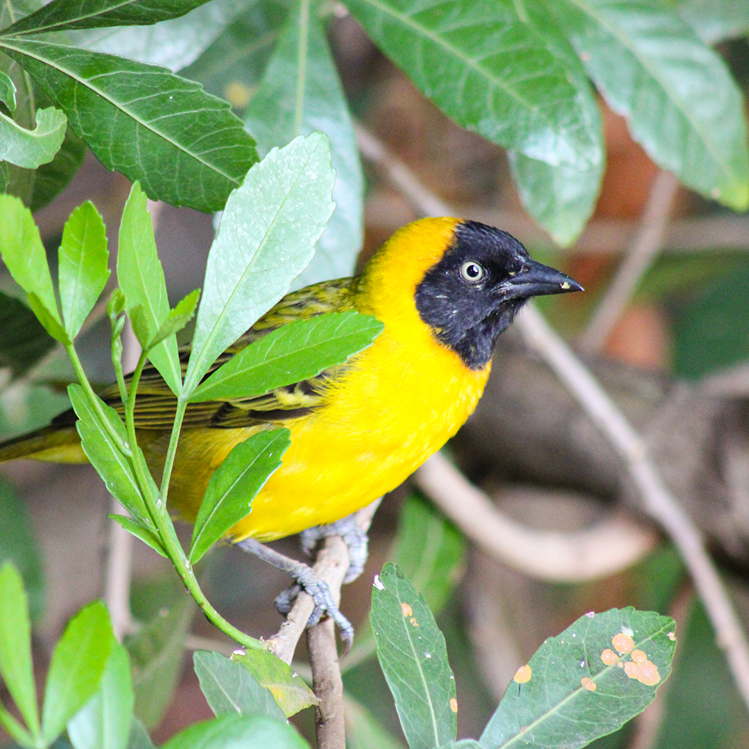 ShutterVista's tweet image. South Africa is truly a paradise for bird lovers. Every sunrise brings a new chorus of calls and a reminder of how rich our natural beauty really is. 

#Photography #PhotoOfTheDay #NaturePhotography