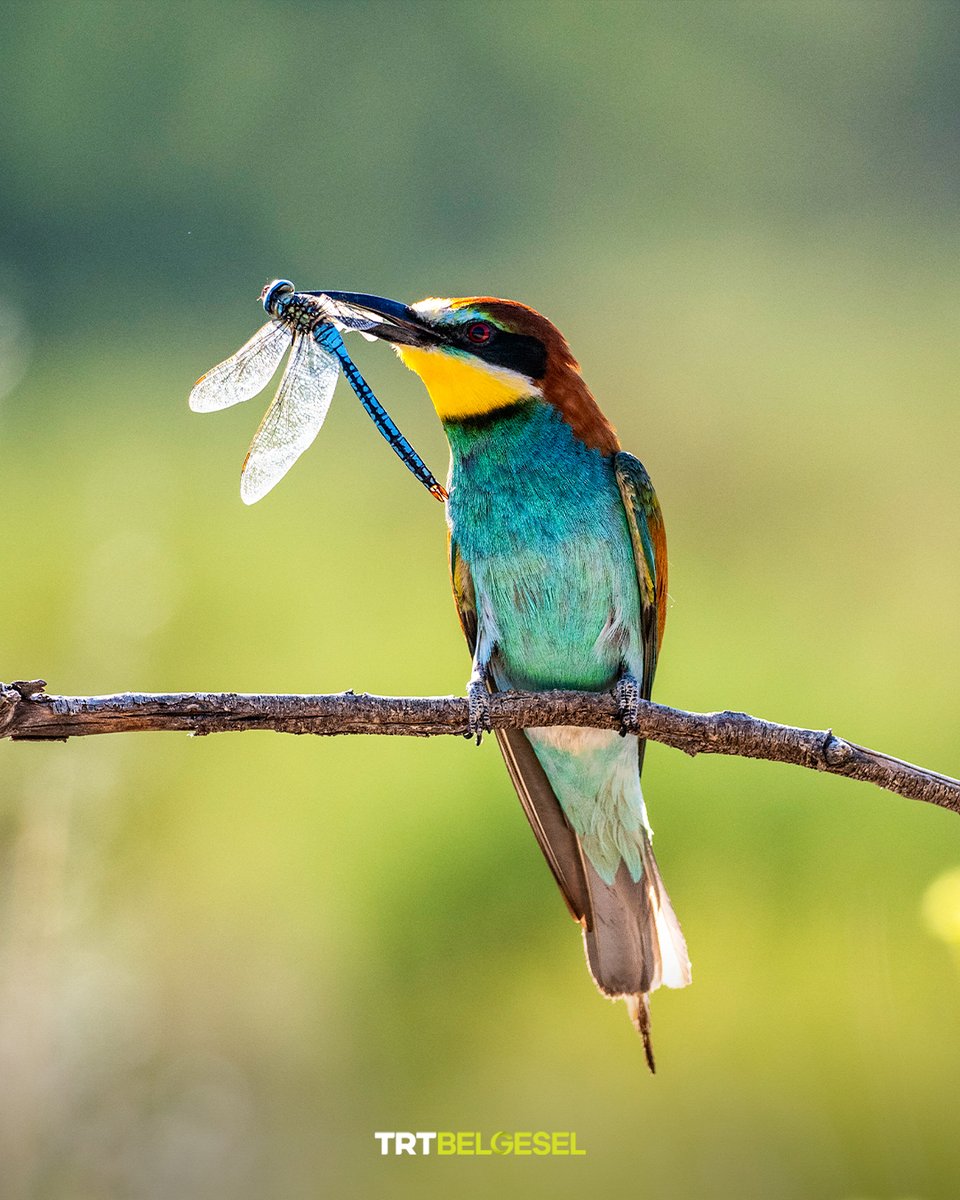 Renkli tüyleriyle tanınan arı kuşu, sürüler hâlinde yaşayan göçmen bir kuş türüdür.
Uçuş sırasında böcek avlayabilen bu çevik kuş, özellikle arılar ve diğer uçan böceklerle beslenir.
Bu özellikleri sayesinde, yaşadığı bölgelerde böcek popülasyonunun dengelenmesine katkı sağlar.🐦
