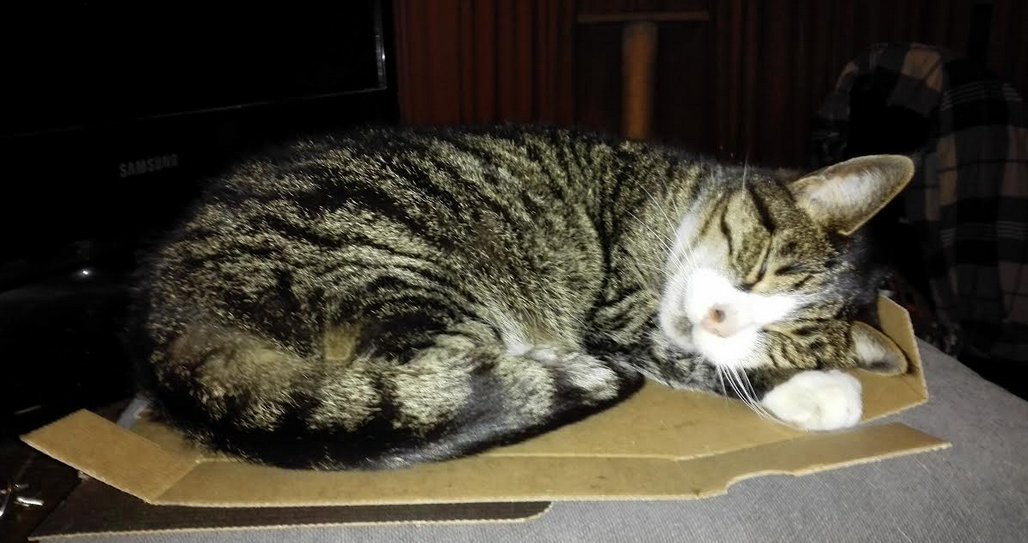 Thank you for all the years I got to share with you Sylkje. You were the best most chill cat ever.