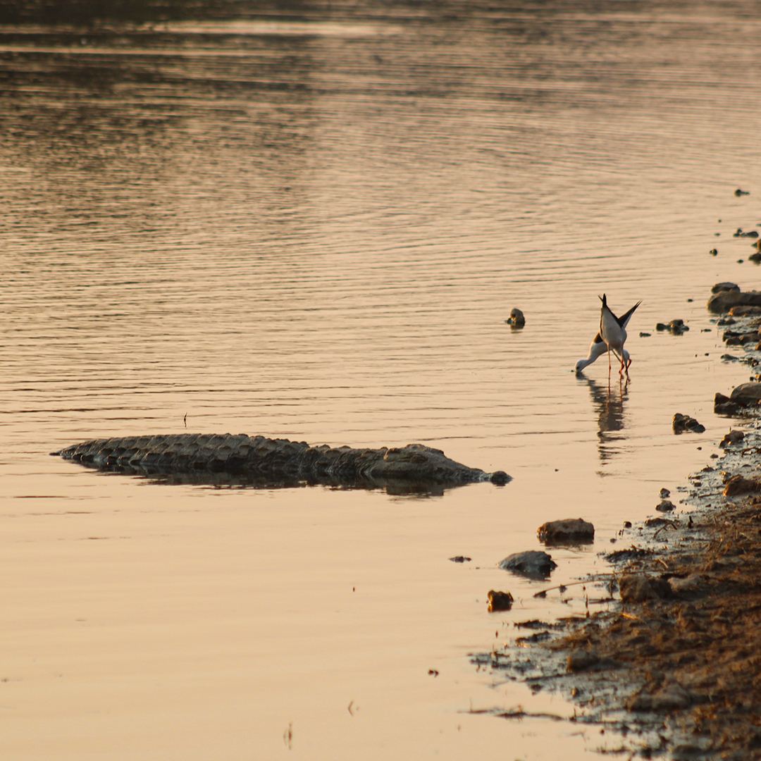 ShutterVista's tweet image. A quiet moment in the Kruger National Park. The golden reflections, stillness of the water, and raw beauty of nature remind you how wild and untouched Africa can be. 🌅🐊

#Photography #PhotoOfTheDay #NaturePhotography