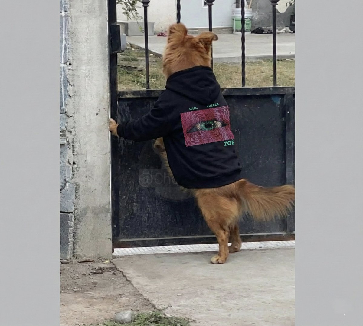Mi ex: oye regrésame la sudadera que dejé en tu casa.

Mi perro: oilo