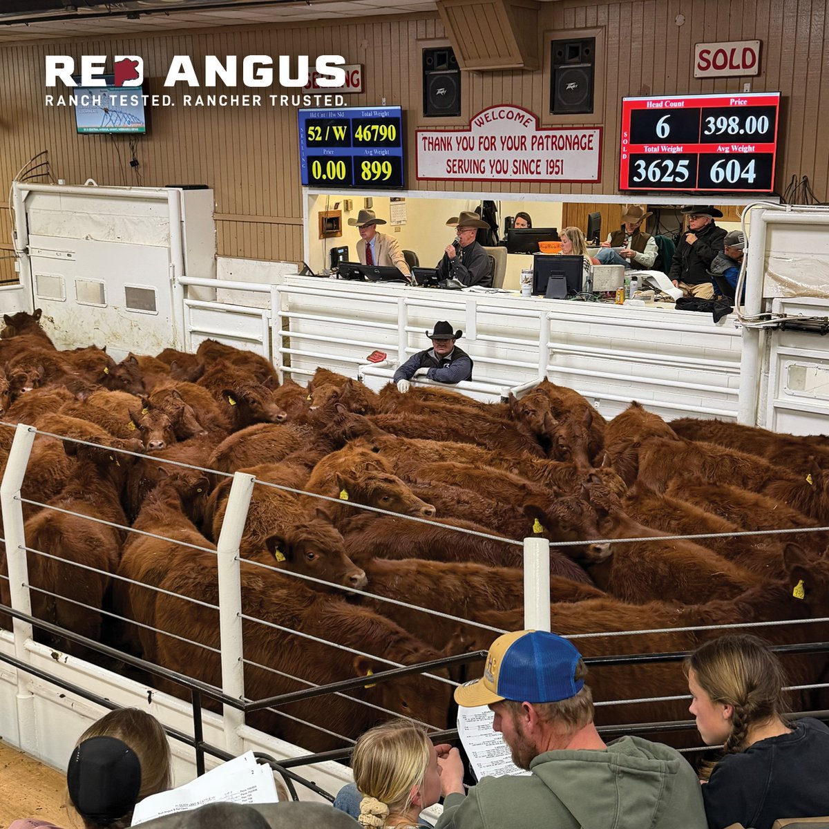 Red Angus America tweet media