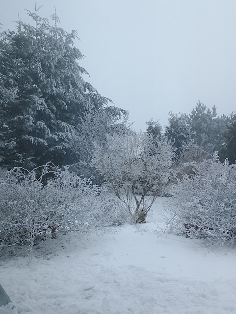 ...ogród w zimowej szacie....