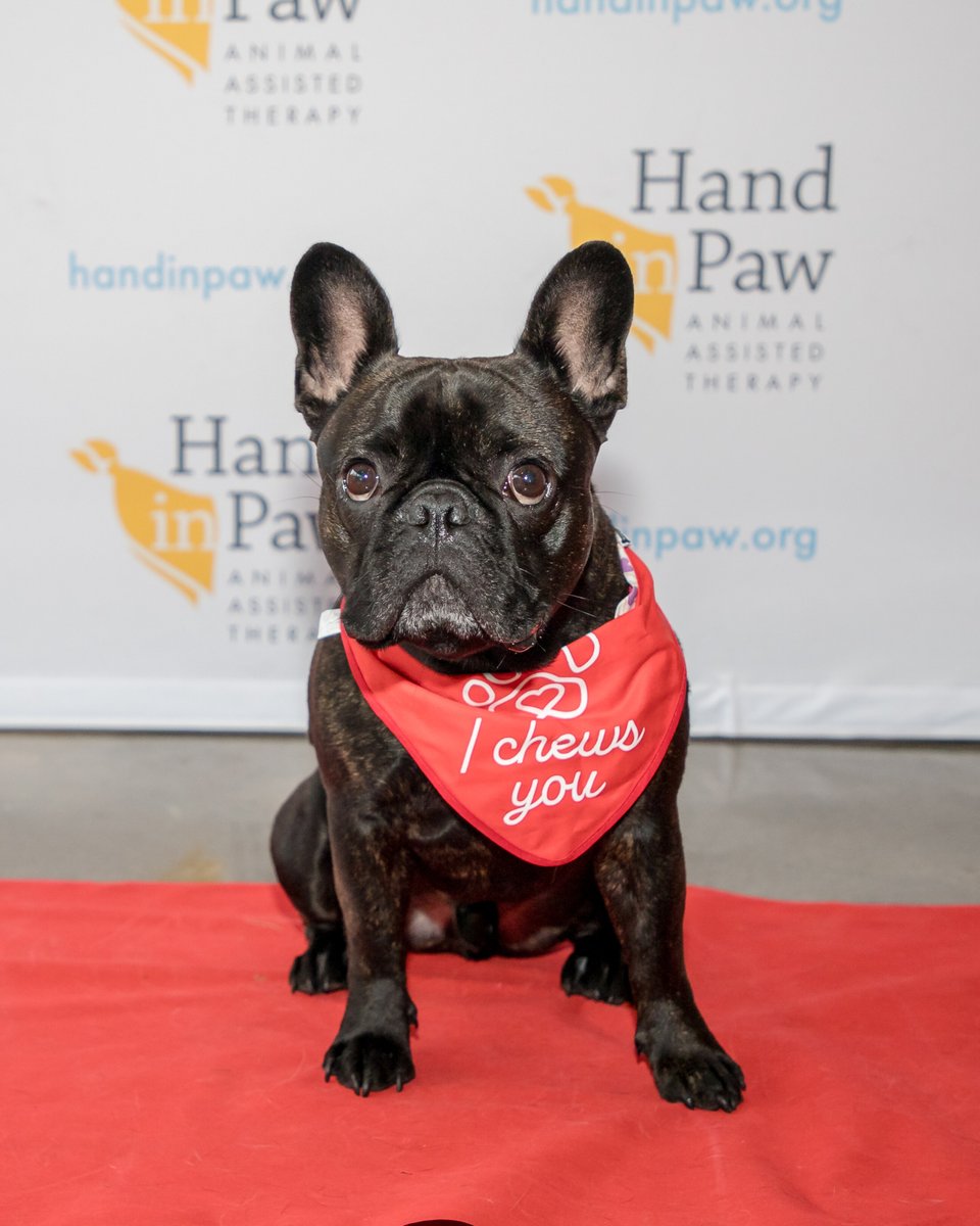 Hand in Paw tweet media