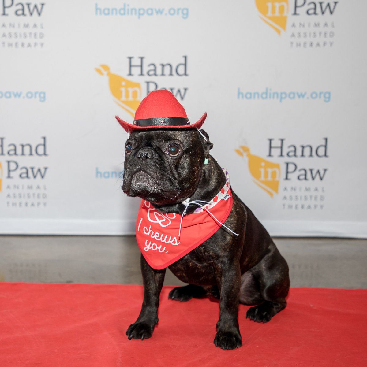 Hand in Paw tweet media