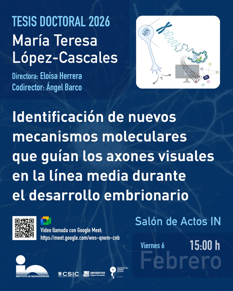 Instituto de Neurociencias UMH-CSIC tweet media