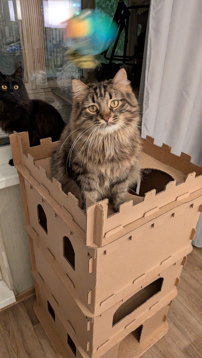 Половинка луны, меховые сыны tweet media