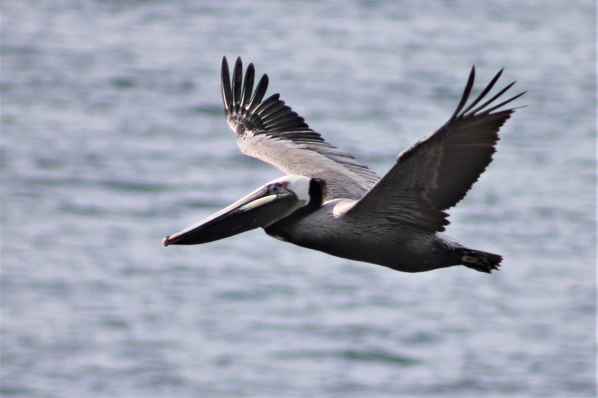 Jim Brown tweet media