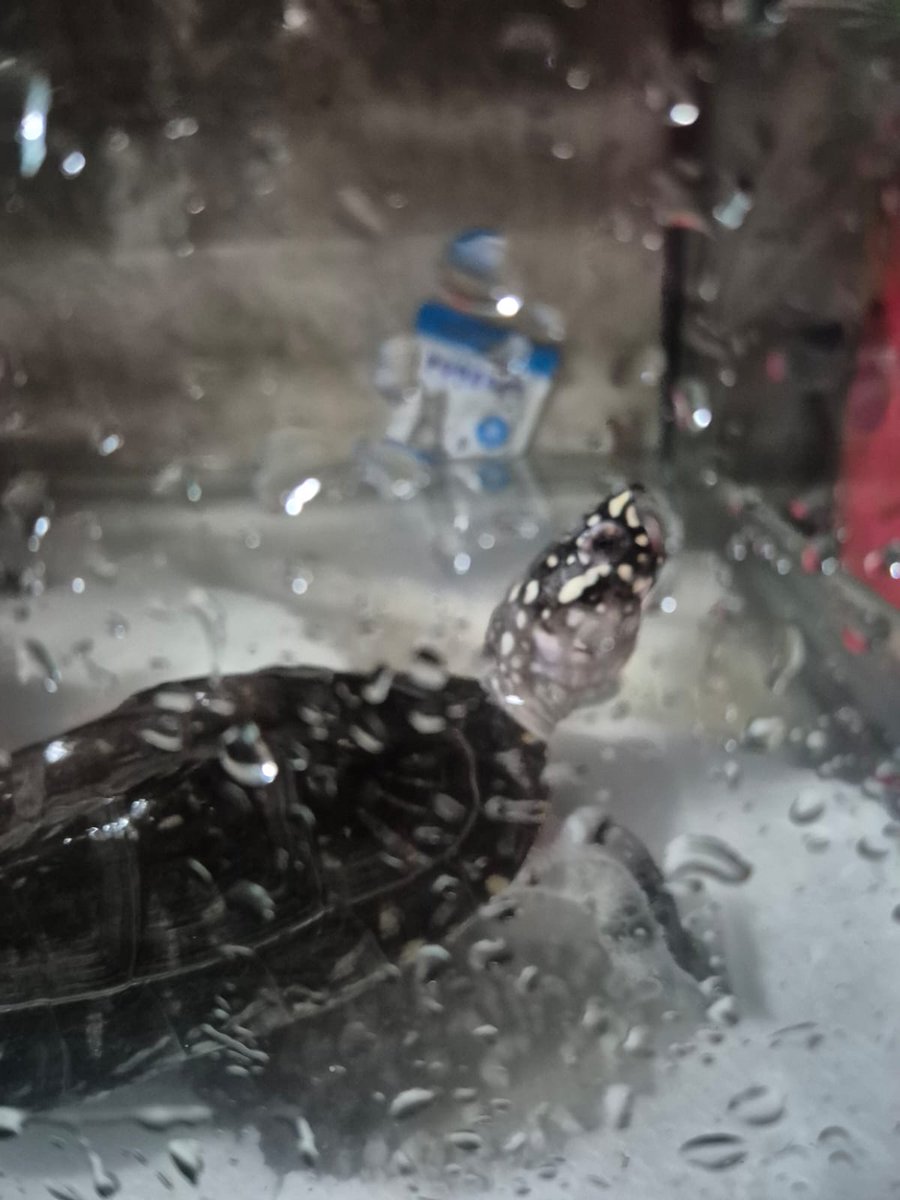 नेत्वा धुरी NETWA DHURI tweet media